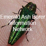 Emerald Ash Borer Information Network flyer with a picture of an emerald ash borer