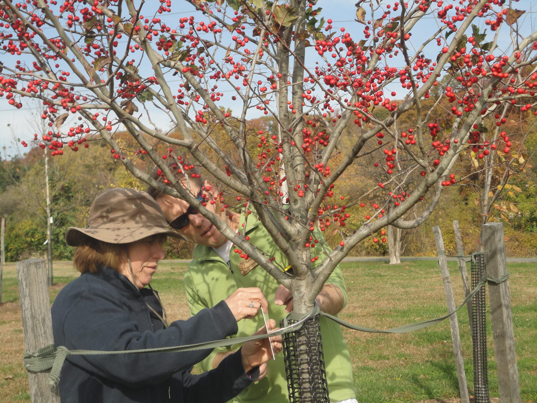 Virginia Fostering Tree Stewards Chesapeake Tree Canopy Network