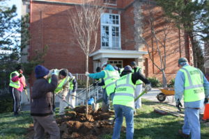 a picture of Tree Steward volunteers planting a tree