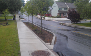 a picture of trees planted along a road and sidewalk