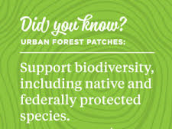 Did you know fact about urban forest biodiversity