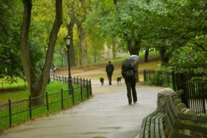 Two people walking on a park path lined with trees