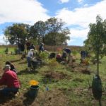 Landscape view of volunteers planting containerized trees.