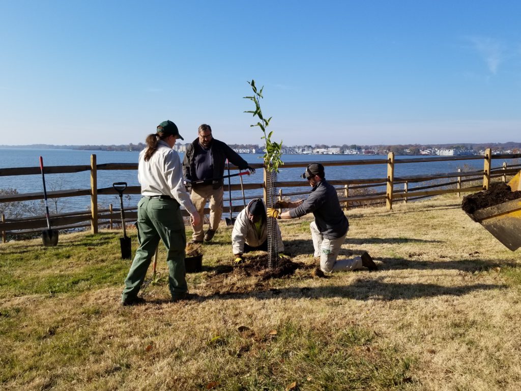 Four individuals plant a tree alongside the Chesapeake Bay at the Perry Point Veterans Medical Facility.
