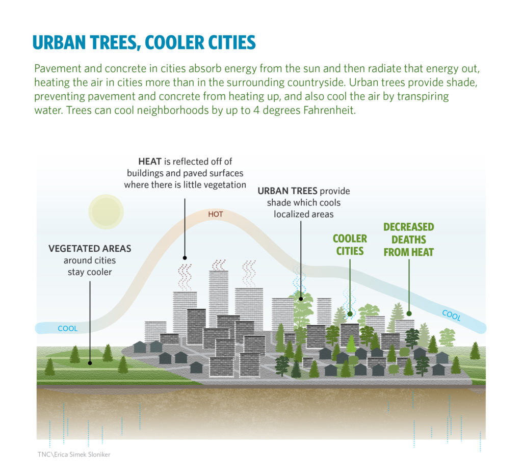 Graphic illustrating the juxtaposing role of trees versus pavement and concrete in regulating heat in urban areas. Text from graphic: "Urban Trees, Cooler Cities. Pavement and concrete in cities absorb energy from the sun and then radiate that energy out, heating the air in cities more than in the surrounding countryside. Urban trees provide shade, preventing pavement and concrete from heatin up, and also cool the air by transpiring water. Trees can cool neighborhoods by up to 4 degrees Fahrenheit." 