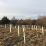 Completed tree planting