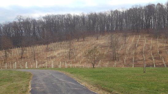 View from a driveway looking out past a lawn onto a hillside recently planted with trees.