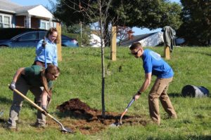 Three people planting a new tree.